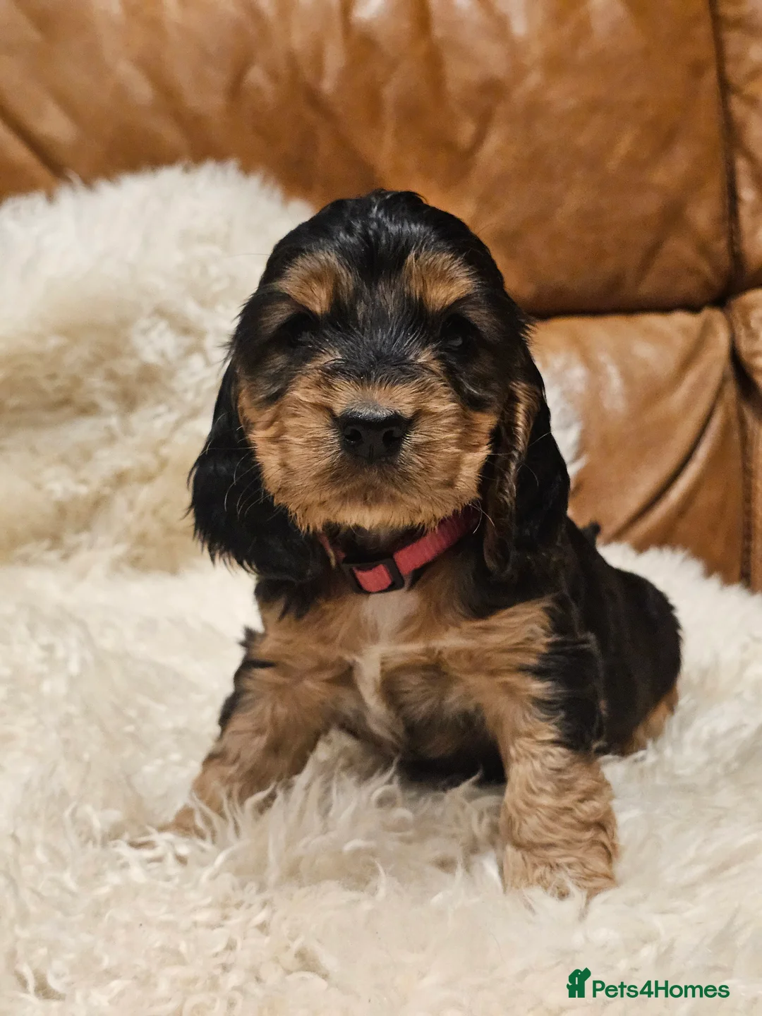 Cocker Spaniel dogs for sale: 5* Show Type Cocker Spaniels Villaspaniol Lines - Advert 34