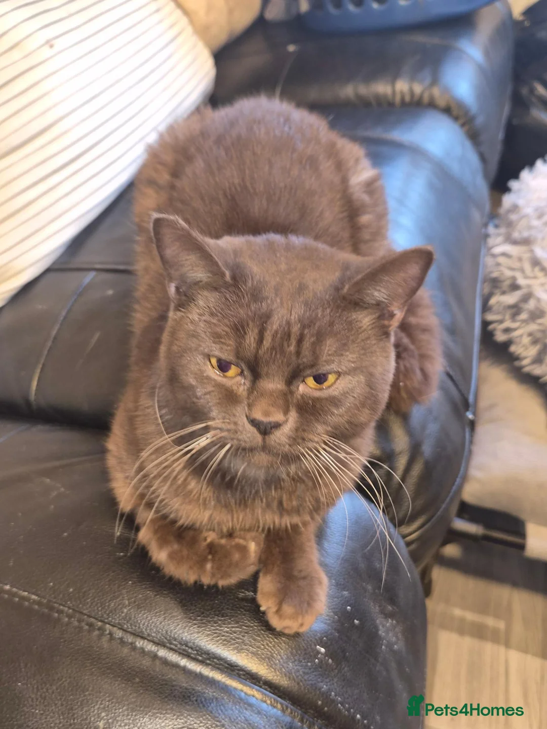 British Shorthair cats for sale: 🤎 STUNNING CHOCOLATE BRITISH SHORTHAIR – £700 🤎 - Advert 1