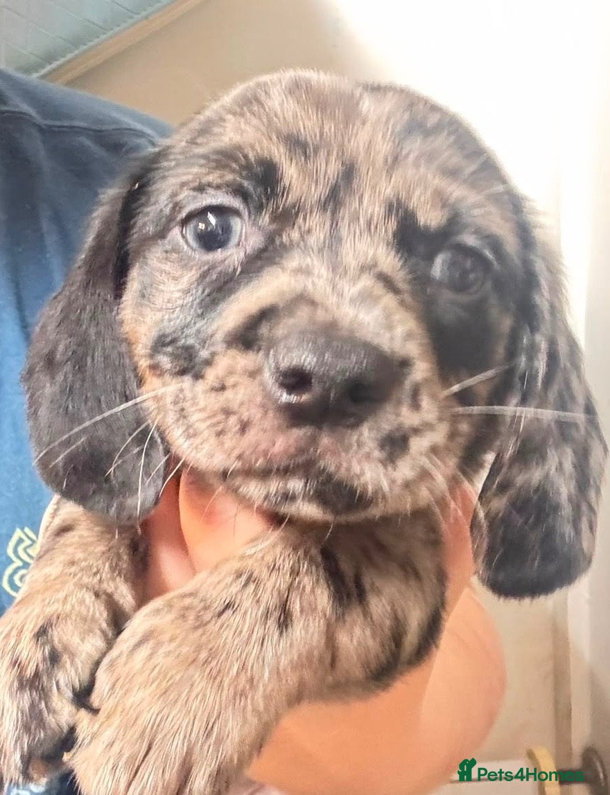 Mixed Breed dogs Gorgeous mixed litter girls and boys ready now! - Advert 1