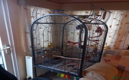 Budgerigars birds for sale: Budgies and set up  - Image 1