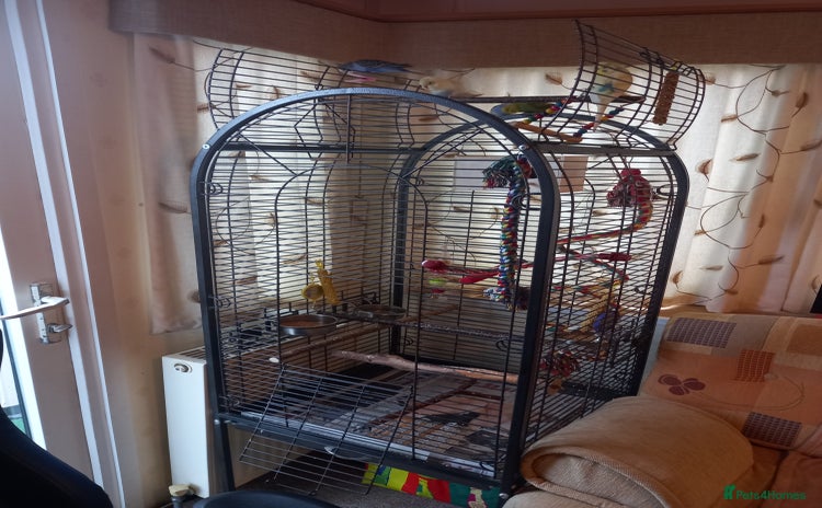 Budgerigars birds - Advert 2