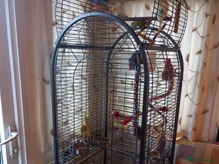 Budgerigars birds - Advert 30