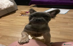 French Bulldog dogs for sale: Fluffy puppy  - Image 6