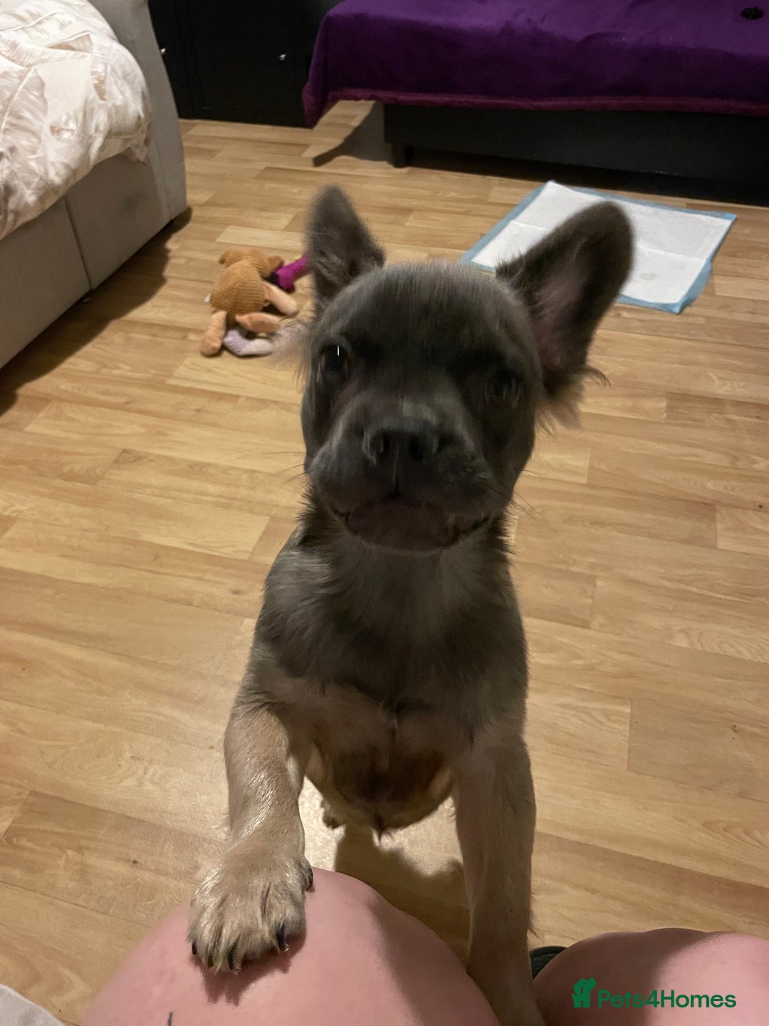 French Bulldog dogs for sale: Fluffy puppy  - Image 6