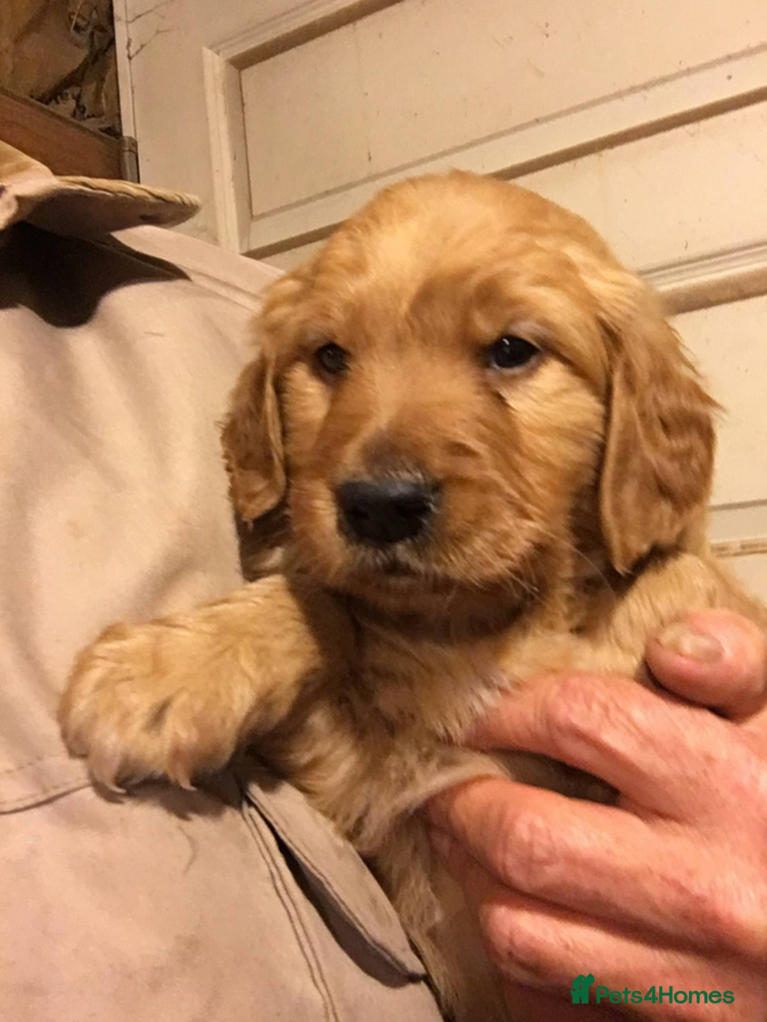 Golden Retriever dogs for sale: Quality Kc Reg. Golden retriever Puppies - Image 2