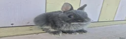 Netherland Dwarf rabbits for sale: 💜 PRETTIEST COLOURED NETHERLAND DWARF BABIES 💜 - Advert 20