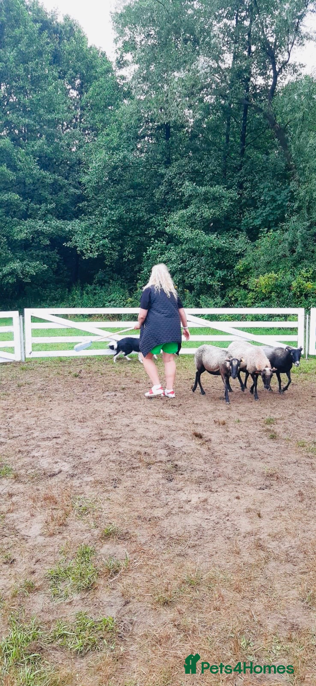 Border Collie dogs for sale: 5⭐️breeder KC DNA tested champions border collie  - Advert 30