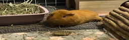 Guinea Pig rodents for sale: 💕 Guinea Pigs Looking for Loving Forever Homes 💕 in Croydon - Advert 6