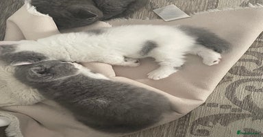 British Shorthair cats - Advert 3