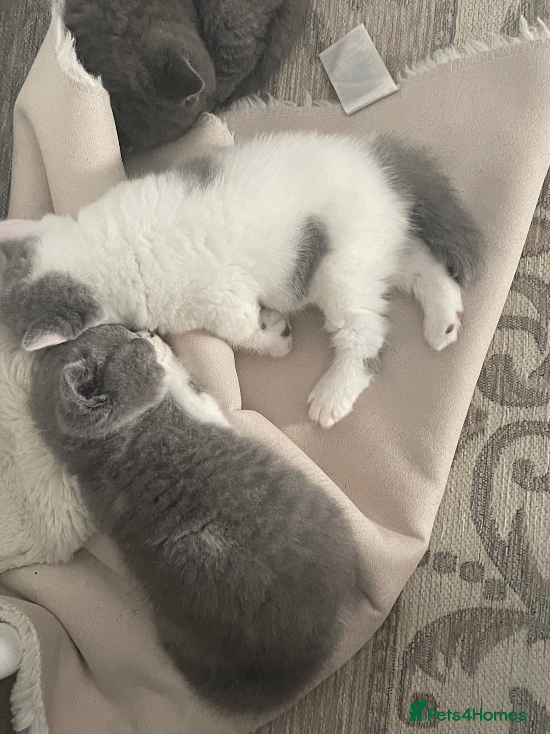 British Shorthair cats for sale: GCCF Adorable British Shorthair Companions - Advert 9