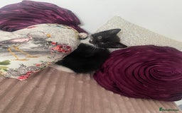 Mixed Breed cats for sale: X BRITISH SHORT adorable kittens ready 4 new home - Image 16