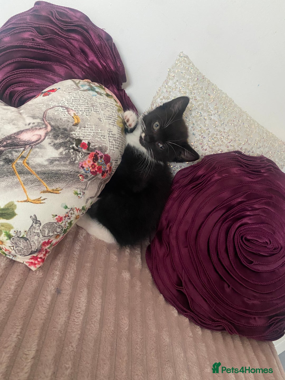 Mixed Breed cats for sale: X BRITISH SHORT adorable kittens ready 4 new home - Image 16