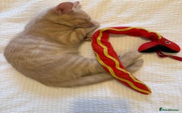 Domestic Shorthair cats for sale: Male and Female Kittens - Image 2