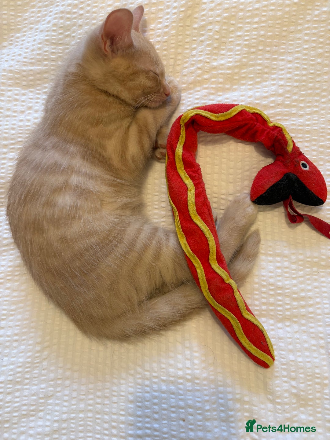 Domestic Shorthair cats for sale: Male and Female Kittens - Image 2