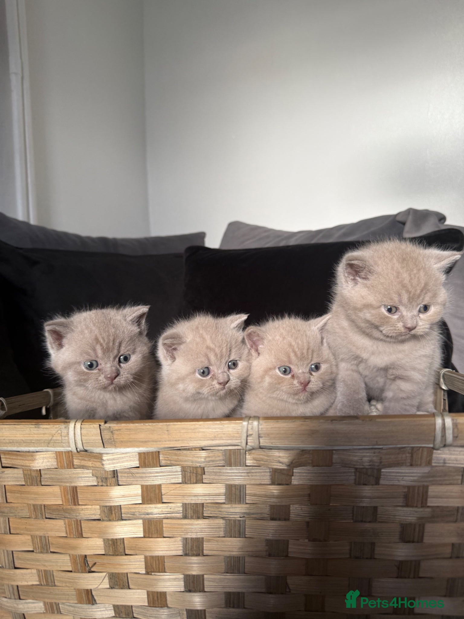 British Shorthair cats GCCF British Shorthair Kittens- All available  - Advert 1