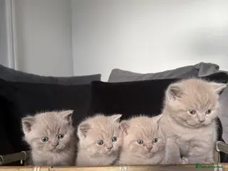 British Shorthair cats GCCF British Shorthair Kittens- All available - Advert 1