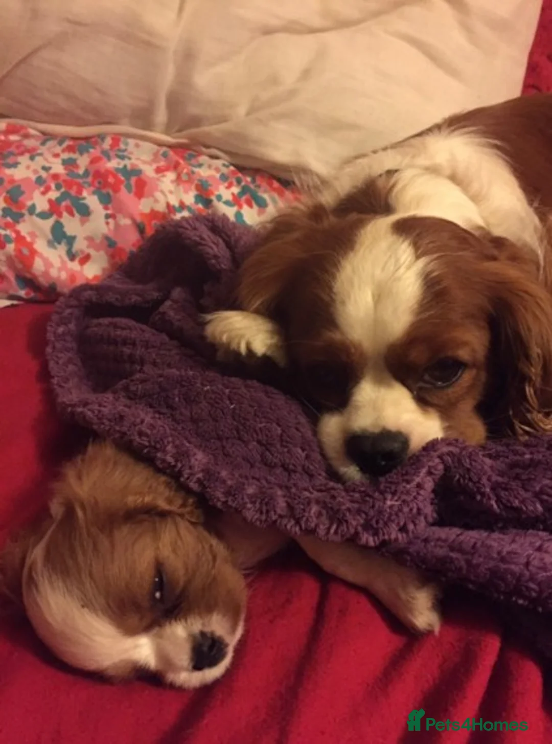 Cavalier King Charles Spaniel dogs for stud: Extensively Health Tested Cavalier King Charles Sp in Mansfield - Advert 7