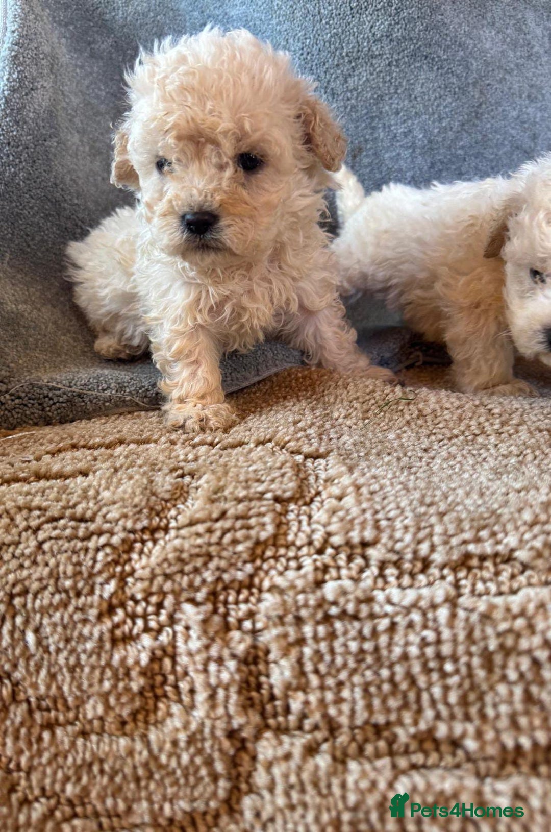 Cavapoo dogs for sale: Cavapoo puppies for sale  - Advert 6