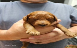 Mixed Breed dogs for sale: FULLY HEALTH TESTED FOX RED MINIATURE COCKAPOOS  - Image 18