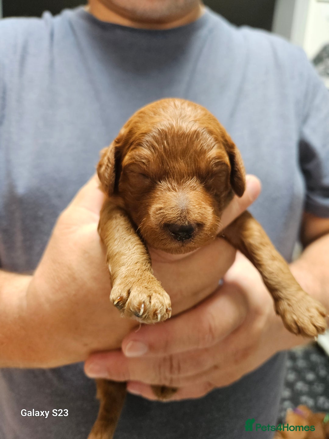 Mixed Breed dogs for sale: FULLY HEALTH TESTED FOX RED MINIATURE COCKAPOOS  - Image 18
