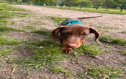 Dachshund dogs for sale: Dexter   - Image 3