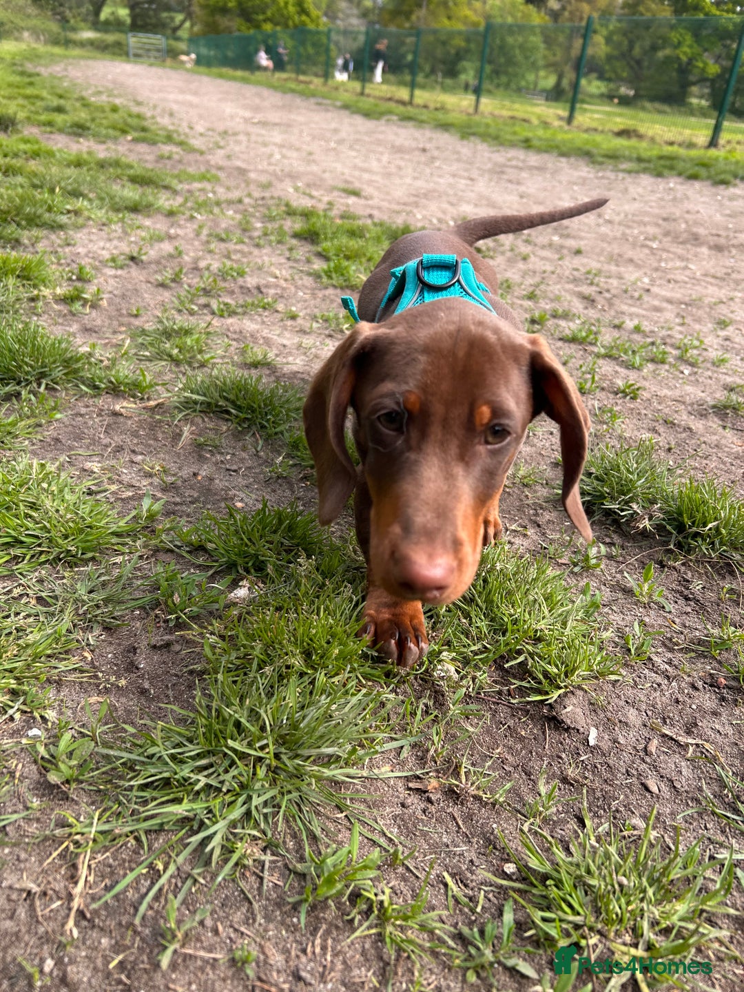 Dachshund dogs for sale: Dexter   - Image 3