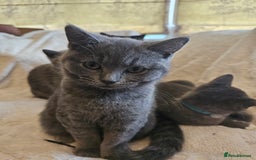 Mixed Breed cats for sale: Beautiful British Shorthair Cross  - Image 9