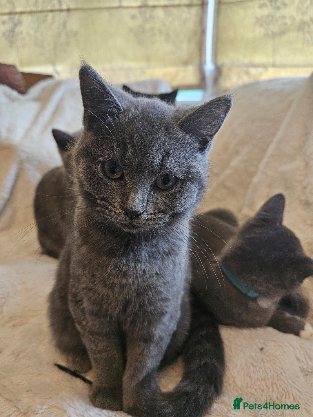 Mixed Breed cats for sale: Beautiful British Shorthair Cross  - Image 9
