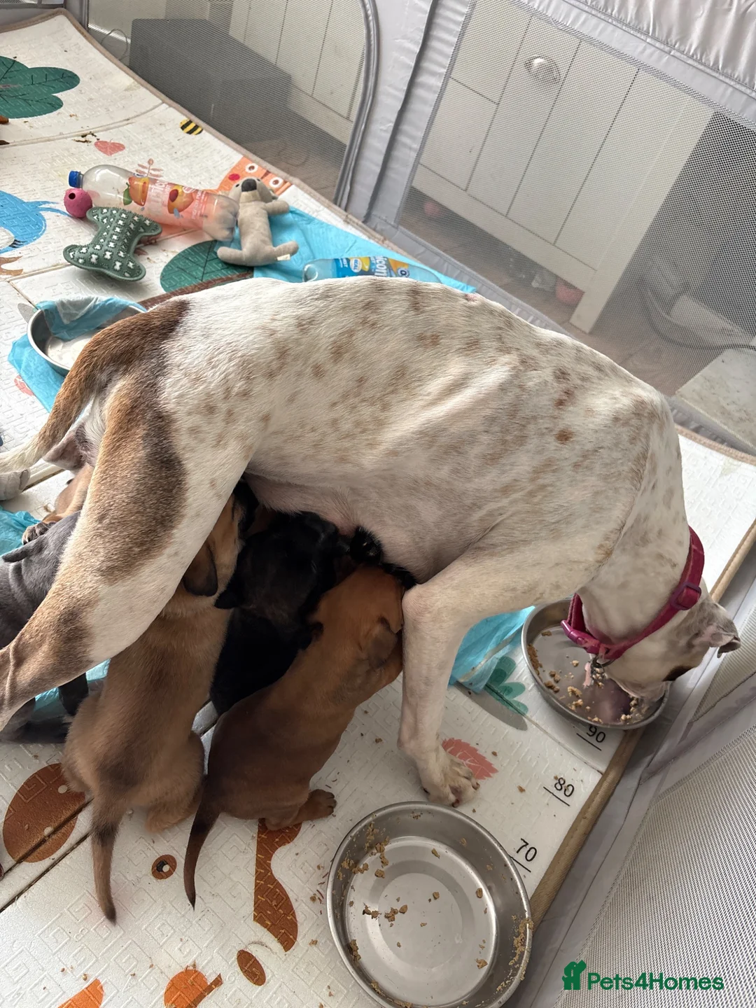 Mixed Breed dogs for sale: Beautiful five week old puppies - Advert 7