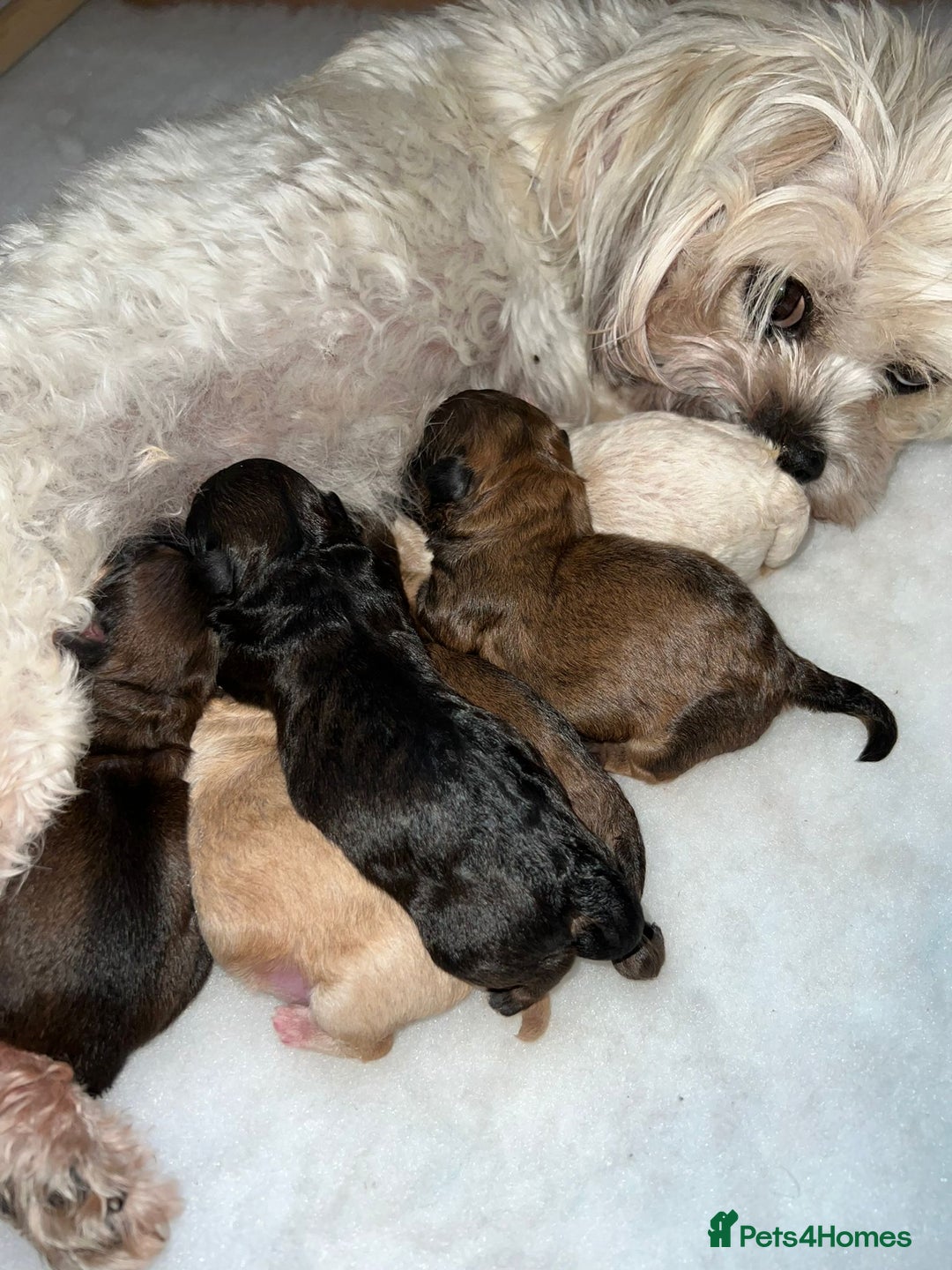 Toy Poodle dogs for stud: PRA Clear,Kc reg,proven toy poodle in Manchester - Image 15