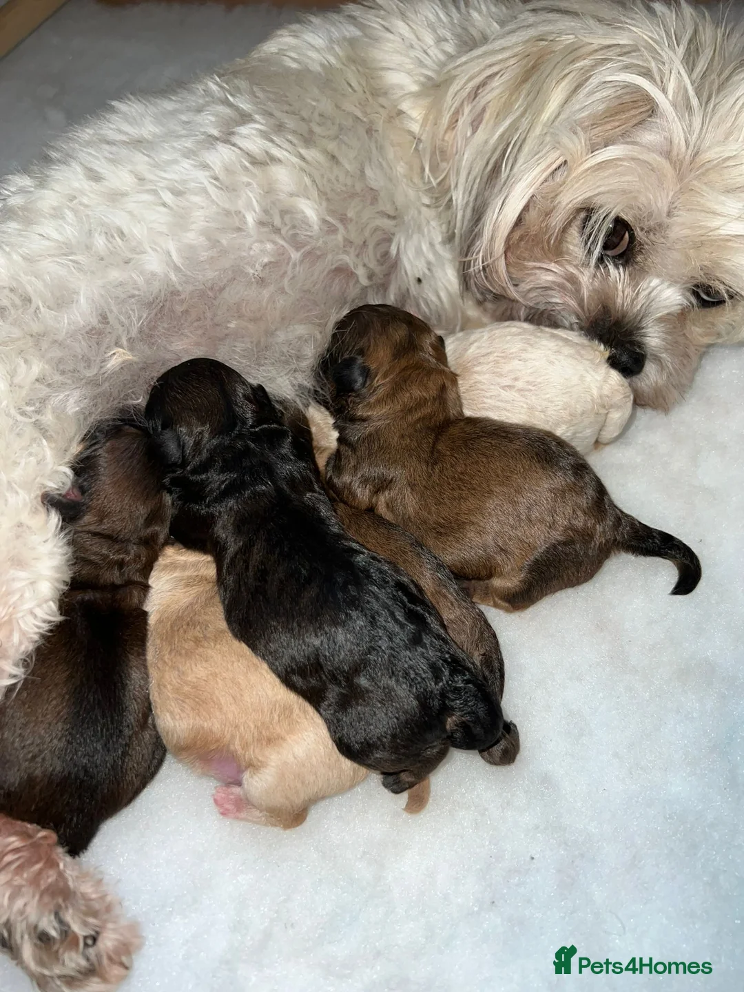 Toy Poodle dogs for stud: PRA Clear,Kc reg,proven toy poodle in Manchester - Advert 15