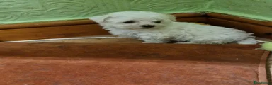 Bichon Frise 1