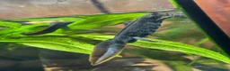 Newt reptiles for sale: Italian Crested Newts  - Advert 2