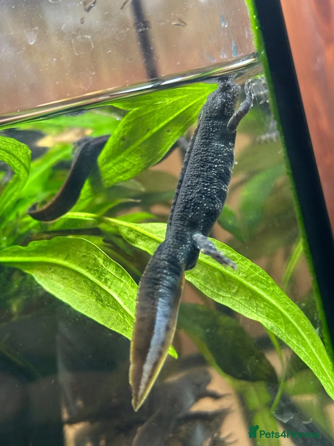 Newt reptiles for sale: Italian Crested Newts  - Advert 2