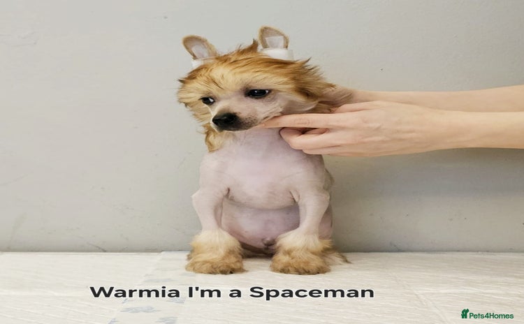 Chinese Crested dogs - Advert 4