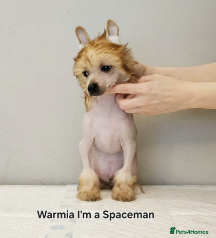 Chinese Crested dogs - Advert 4