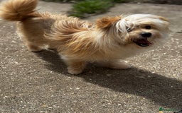 Mixed Breed dogs for sale: Pomeranian cross 8 month old puppy  - Image 5