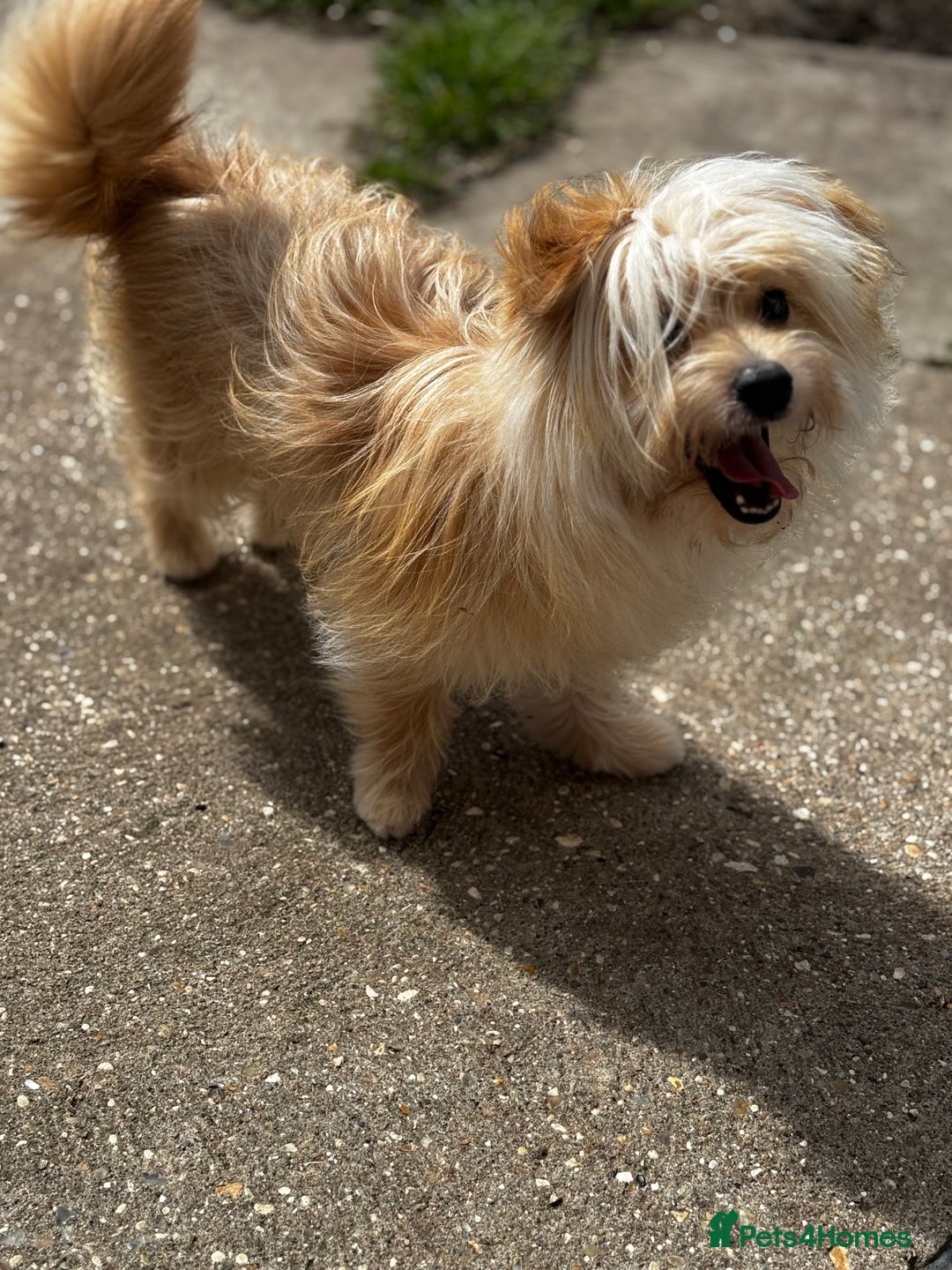 Mixed Breed dogs for sale: Pomeranian cross 8 month old puppy  - Image 5