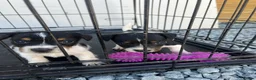 Jack Russell dogs for sale: 5 adorable Jack Russell puppies 🐶❤️ - Advert 10