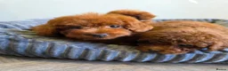 Toy Poodle dogs for sale: Asian toy poodle  - Advert 12