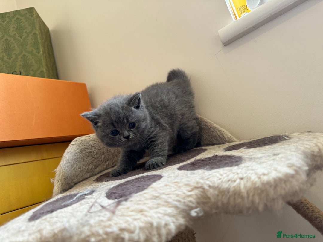 British Shorthair cats for sale: Britishshort hair kittens - Image 8