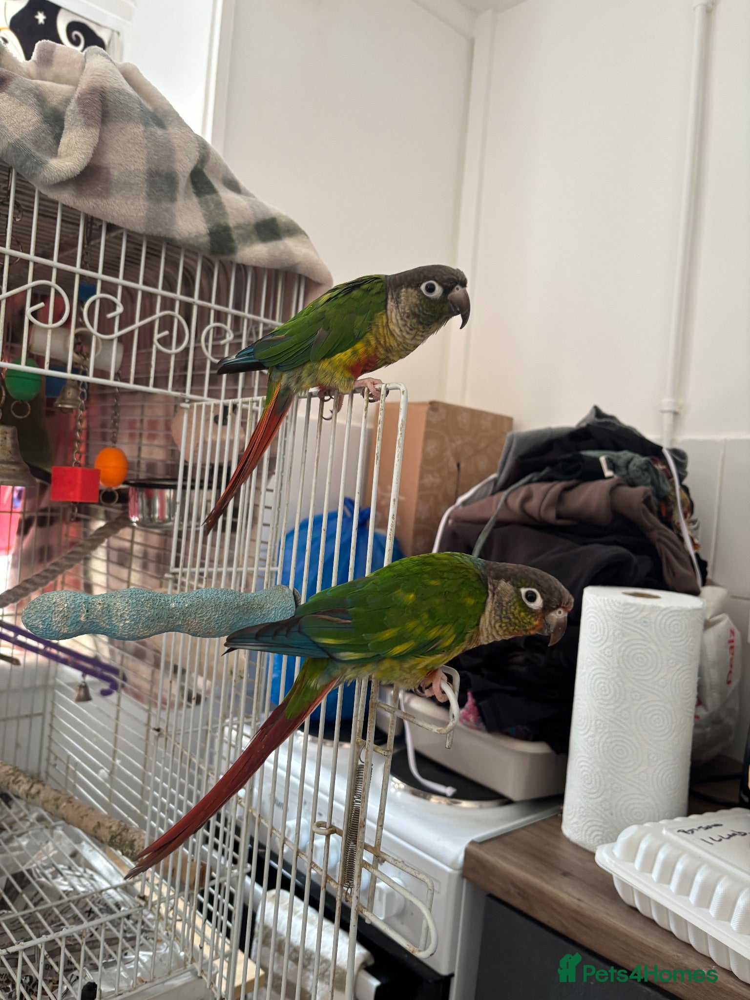 Conures birds Bonded pair of yellow-sided conures - Advert 2