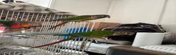 Conures birds for sale: Bonded pair of yellow-sided conures - Advert 1