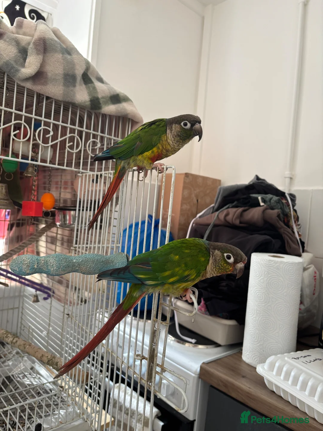 Conures birds for sale: Bonded pair of yellow-sided conures - Advert 1