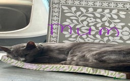 Mixed Breed cats for sale: Stunning litter of 7 kittens - Image 25