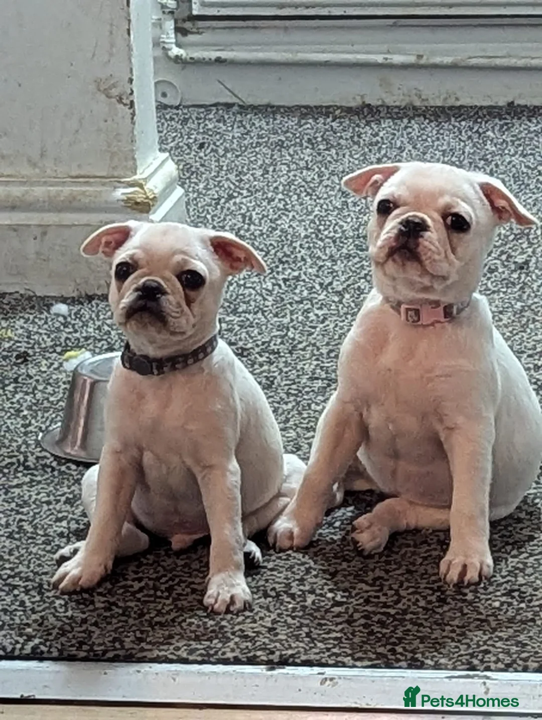 Frug dogs for sale: 2 fugs for sale - Advert 3