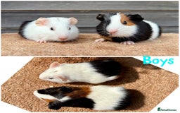 Guinea Pig rodents for sale: Tort & White & Lunkarya (please see description) - Image 3