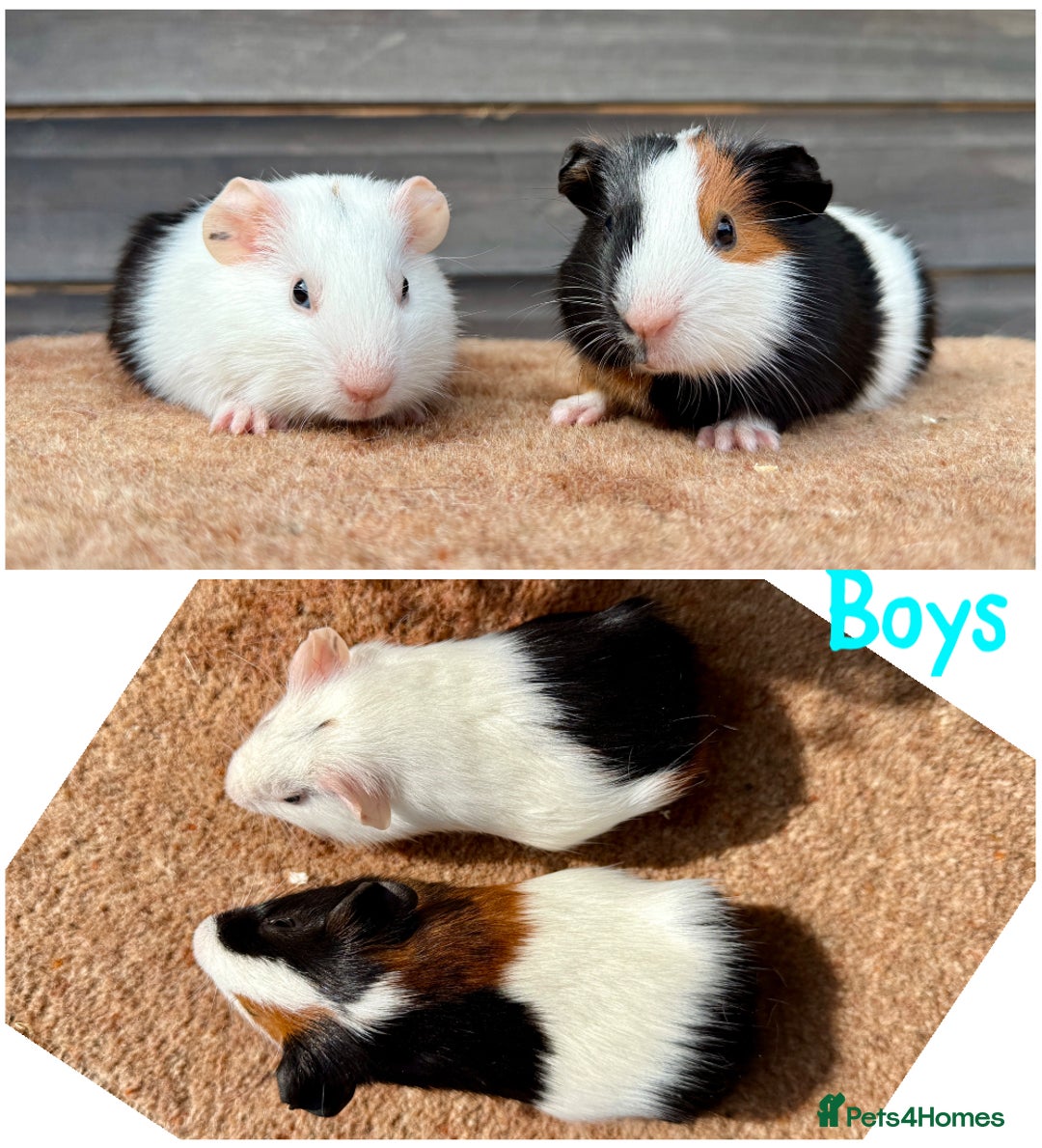 Guinea Pig rodents for sale: Tort & White & Lunkarya (please see description) - Image 3