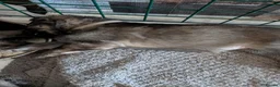 German Shepherd dogs for sale: 1 remaining girl left German shepherd  - Advert 4