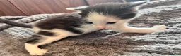 Mixed Breed cats for sale: Gorgeous Snowshoe, Black/White, Black Kittens 🐱 - Advert 4